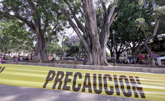 Buscan obligar a autoridades de los 3 niveles a proteger árboles históricos  de Oaxaca de Juárez | Oaxaca