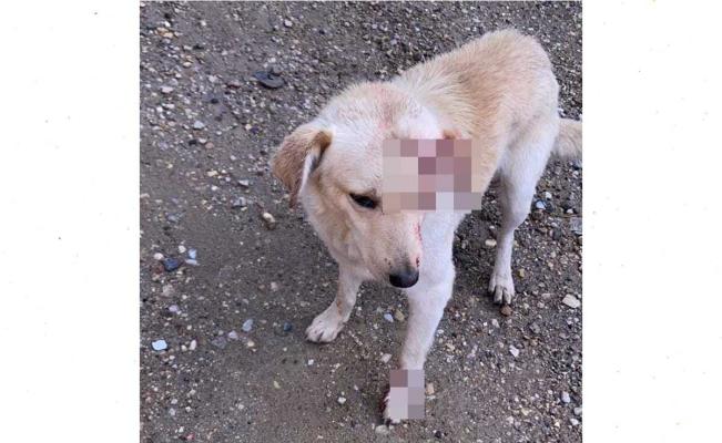 Investiga Fiscalía De Oaxaca Ataque A Perro Con Un Machete En San Antonio De La Cal Oaxaca 7524