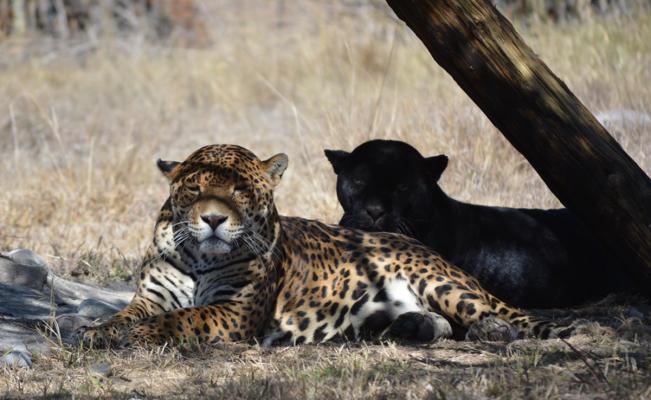 Yaguar Xoo: Despojos e incendio en Oaxaca ponen en peligro rescate del jaguar, el felino m&aacute;s grande de Am&eacute;rica