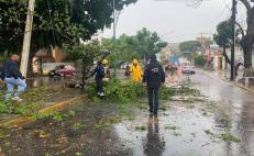 Fuertes lluvias dejan al menos 23 árboles caídos en la capital 