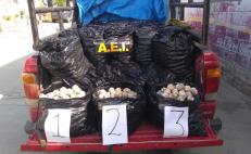 Decomisa Fiscalía 25 mil huevos de tortuga en el Istmo
