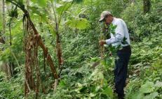 Plaga de broca afecta 60 mil hectáreas donde se cultiva café en Oaxaca