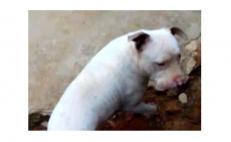 Liberan y dan en adopción a perro pitbull encarcelado en Lachirioag