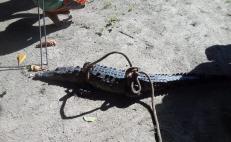 Pobladores capturan a un cocodrilo en río de Tututepec, en la región Costa