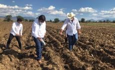 Inician mil 500 productores siembra de amaranto con iniciativa privada, en 500 hectáreas de Oaxaca
