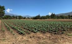 Cancelan cosecha para Noche de Rábanos por Covid-19 en Oaxaca; se aprovechará como abono 