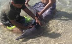 Rescatan a delfín varado en playa de Huatulco y lo devuelven al mar 