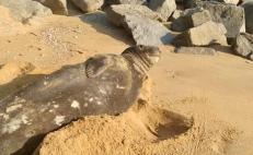¡No molestar! Captan a elefante marino descansando y tomando el sol en playas de Huatulco