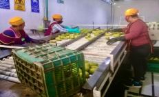 Amplía 4T periodo de inscripción de huertos de mango en Oaxaca que buscan exportar a EU