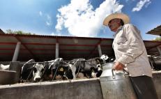 Productores de leche denuncian a Liconsa Oaxaca por retraso de pagos y retiro de pipas recolectoras