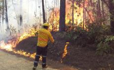Incendios forestales en Oaxaca han afectado 24 mil hectáreas de bosques este año, 8 mil más que en 2020