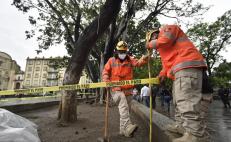 Con las lluvias, 4 árboles históricos de la Alameda y el Zócalo de Oaxaca están en riesgo de caer 