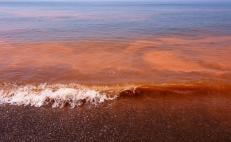 Detectan presencia de Marea Roja en playas del Istmo de Oaxaca; prohíben consumo de moluscos 