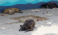 Fiscalía de Oaxaca investiga el envenenamiento y muerte de ocho perros en Zimatlán