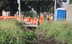 Tras polémica por derribo de más de 600 árboles para obra vial, dice Sinfra que hay ejemplares muertos y plagados