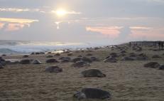 Llegan más de 350 mil tortugas golfinas a santuarios en la Costa de Oaxaca 