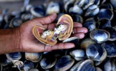 Levantan veda por marea roja para venta y consumo de moluscos de aguas del Istmo de Oaxaca 