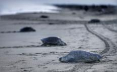 Apuntan a redes de pesca como posible causa de muerte de 300 tortugas golfinas en Oaxaca