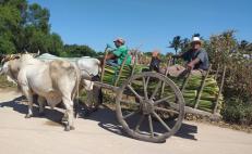 Rechazan comuneros de Unión Hidalgo, Oaxaca, convertir bosque en zona de explotación turística