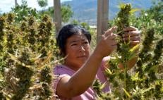 En 10 comunidades indígenas de Oaxaca, 175 campesinos apuestan por siembra legal de marihuana