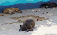 Investiga fiscalía de Oaxaca caso de perrito presuntamente golpeado y asesinado