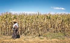 Por “austeridad” y recortes, Oaxaca ha perdido en dos años 200 mil hectáreas de suelo cultivable