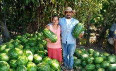 Con Festival de la Sandía, impulsan a productores del fruto en Sierra Sur de Oaxaca