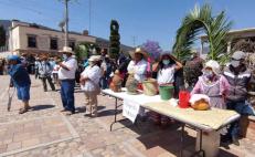 Tras dos años de retraso, celebran la primera Feria Regional del Pulque en Tilantongo, Oaxaca