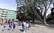 Acordonan laureles del Zócalo de Oaxaca ante riesgo de desplome; estado es crítico, denuncian