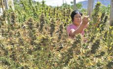 En abril, la Cofepris dio 26 permisos a comunidades de Oaxaca para cultivo y cosecha de la marihuana.
