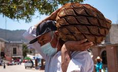 Mezcal y maguey horneado, dulce tradición para impulsar economía en la Mixteca de Oaxaca
