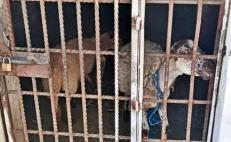 Por comer “pasto ajeno”, encarcelan a 2 borregos en Mixteca de Oaxaca; fiscalía investiga crueldad animal