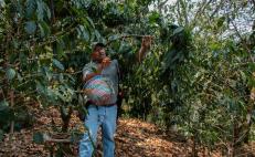 El renacer del café mixteco: tras vencer plagas, productores de Oaxaca logran excelencia en granos de especialidad