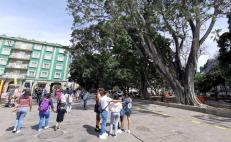 Advierten ambientalistas sobre otro árbol en riesgo de caer en la Alameda de la ciudad de Oaxaca