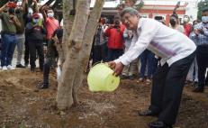 Elige la ciudad de Oaxaca un guamúchil en sustitución del emblemático laurel del Zócalo