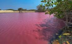 Por desequilibrio ecológico, se pinta de rosa la Laguna Alotengo de la Costa de Oaxaca