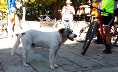 Celebran en redes la adopción de Taco, el perro que acompañaba a ciclistas de Oaxaca