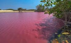 ¿Por qué se han teñido de rosa las lagunas de la Costa de Oaxaca? Esto dice el Consejo de Humedales