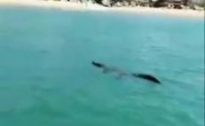 VIDEO. Alertan a turistas tras avistamiento de cocodrilo en aguas de Bahía Principal de Puerto Escondido