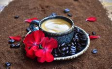 Obtiene Oaxaca Norma Oficial del Café Pluma, en beneficio de más de 28 mil productores