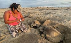 Ante asedio del turismo, mujeres de la Costa de Oaxaca protegen a las tortugas en Playa Escobilla