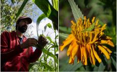 Cultivar cempasúchil sin agrotóxicos, herencia ancestral que renace en los Valles Centrales de Oaxaca