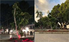 Colocan otro laurel en Zócalo de Oaxaca; el guamúchil “no se adaptó”, explica municipio