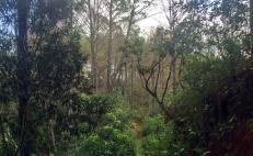Alertan en la Sierra Sur de Oaxaca por presencia de plaga de gusano defoliador en bosques de Putla