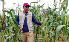 Dos variedades de maíz nativo de la Mixteca de Oaxaca se suben al ring contra el cambio climático