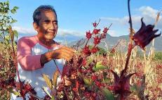 ¿Vino de flor de jamaica? Productores del Istmo de Oaxaca exploran incursionar en su elaboración