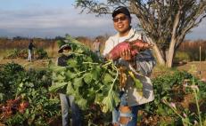 Regresa la Noche de Rábanos a Oaxaca; hortelanos y autoridades encabeza cosecha y alistan festejo