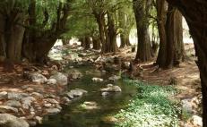 Gobierno de Oaxaca proyecta siembra de 200 mil hectáreas de árboles en 300 comunidades