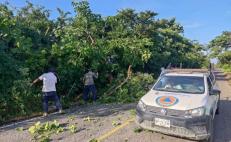 Fuertes vientos tiran 60% de producción de mango en el Istmo de Oaxaca; “es una tragedia”, dicen productores