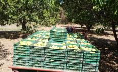 Protección Civil en el Istmo de Oaxaca documentará daños del Frente Frío 28 en producción de mango